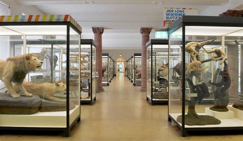 senckenberg museum frankfurt ausstellung